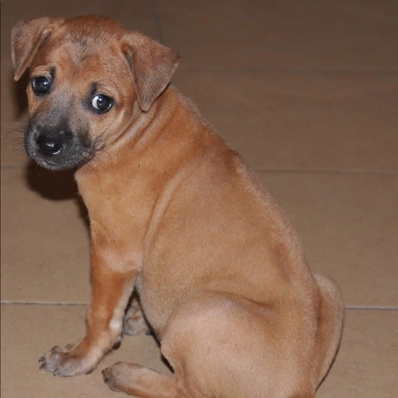 Meet your Posher, Mimi - Picture 1 of 1